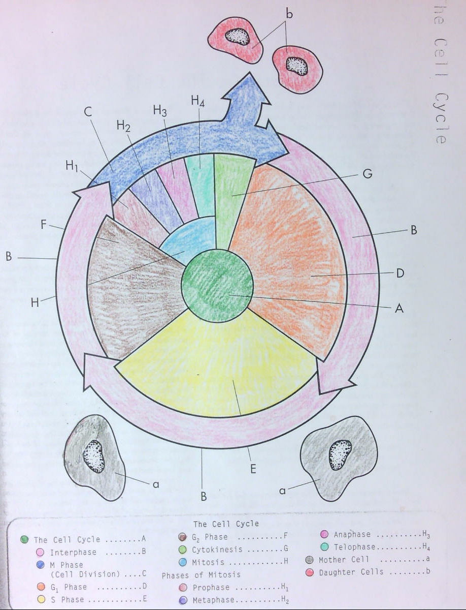 Cell Cycle Coloring Worksheet With Regard To Cell Cycle Coloring Worksheet